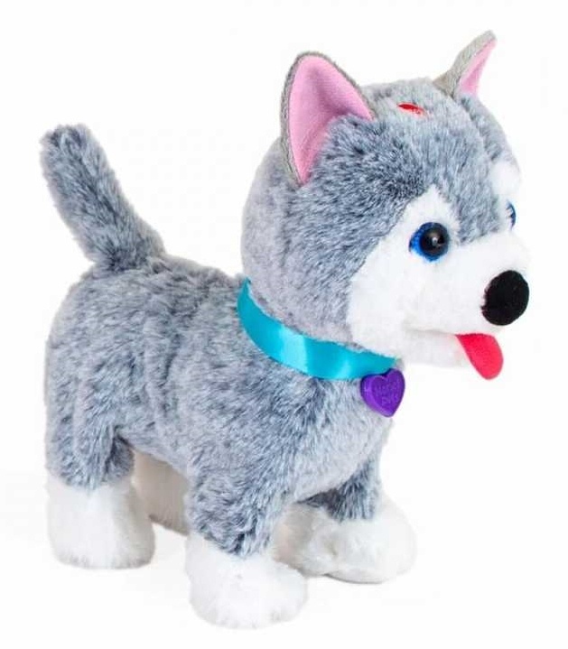 Noriel Pets - Catelus Oliver