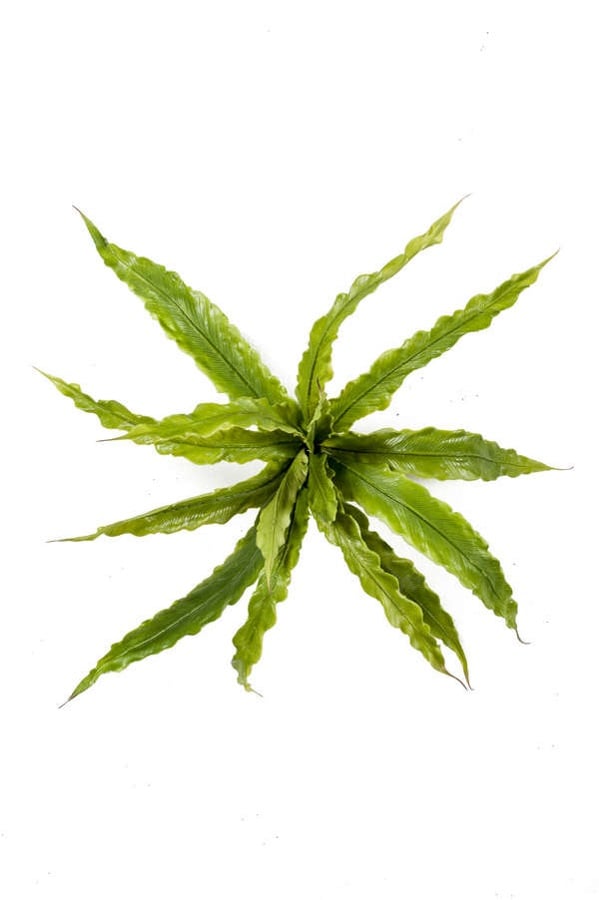 Tufa artificiala feriga Asplenium, 15 ramuri, 30cm