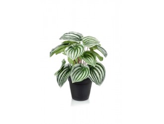 Tufa artificiala Peperomia, verde/gri, 25cm