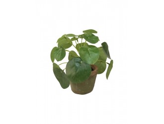 Tufa artificiala mini Pilea, 15cm, in ghiveci ceramic